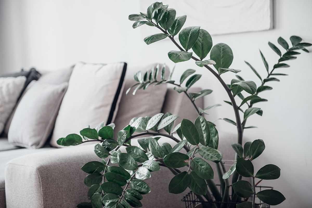 Aké kvety sa hodia do akej miestnosti