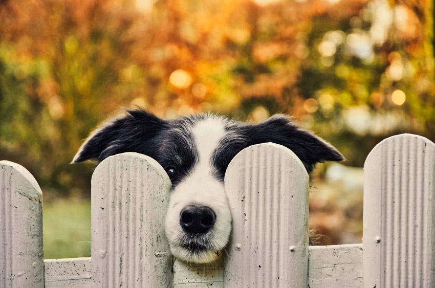 pes hledí zpoza plotu